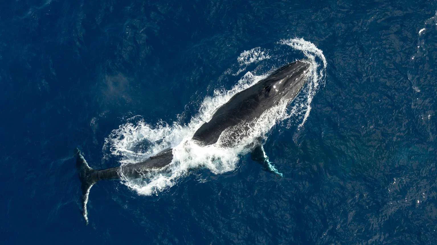 深い青の海面を力強く進むザトウクジラ